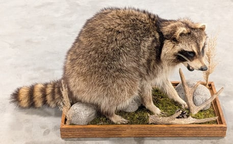 Racoon Full Body Taxidermy on Habitat Base