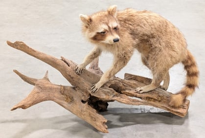 Vtg Racoon Full Body Taxidermy Mount on Driftwood
