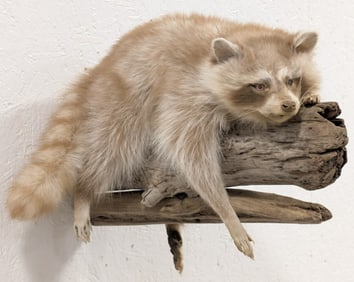 Albino Racoon Full Body Taxidermy Mount on Driftwood