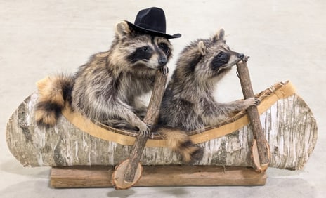 Pair of Racoons in a Birch Wood Canoe Taxidermy Mount