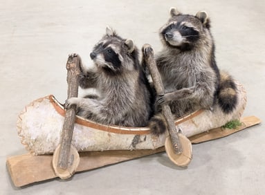 Pair of Racoons in a Birch Bark Canoe Taxidermy Mount