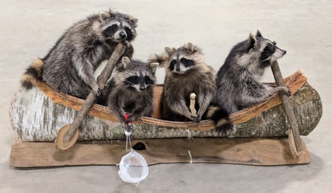 Racoon Fishing Trip in a Birch Bark Canoe Full Body Taxidermy Mount