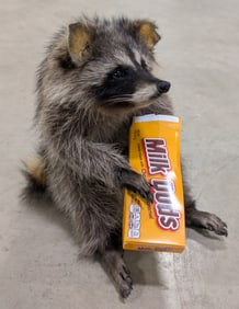 Sittin' Snackin' Racoon w/ Milk Duds Full Body Taxidermy Mount