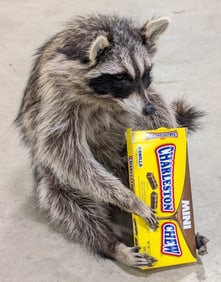 Sittin' Snackin' Racoon w/ Charleston Chew Full Body Taxidermy Mount