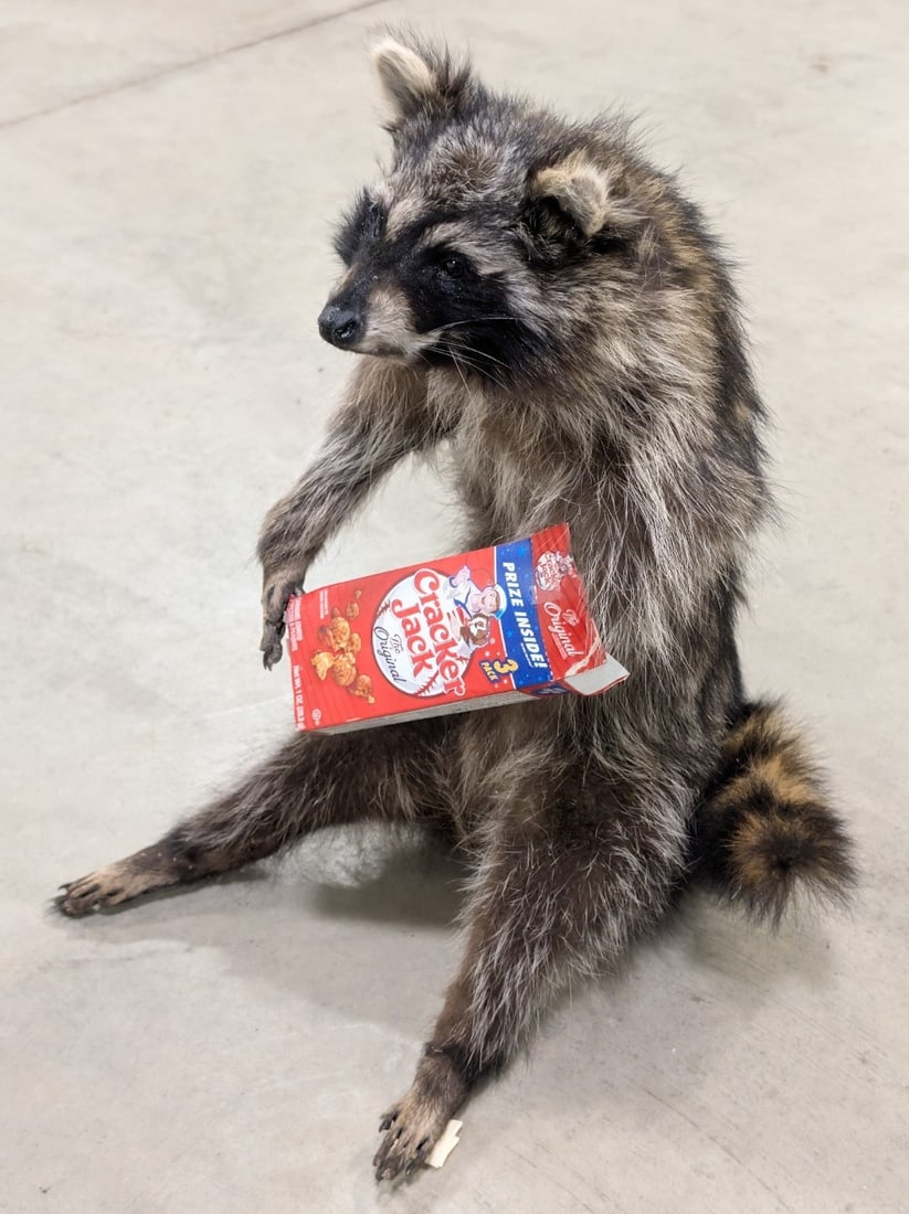 Snackin' Racoon w/ Cracker Jacks Full Body Taxidermy Mount: Mount is in like new condition, but is sitting slightly uneven and needs help staying upright. Overall measures 12in wide x 21in tall x 15in deep.? Ref #: 181