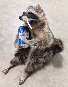 Smokin' Drinkin' Racoon Giving the Bird Full Body Taxidermy