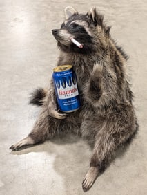 Smokin' Drinkin' Racoon Giving the Bird Full Body Taxidermy