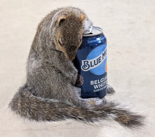 Drunk Grey Squirrel Full Body Taxidermy Mount