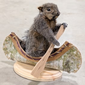 Full Body Gray Squirrel in a Birch Bark Canoe Taxidermy Mount