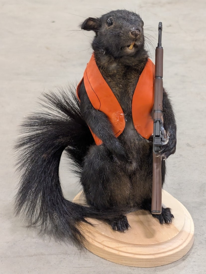 Huntin' Black Squirrel Full Body Taxidermy Mount: Mount is seated on a wooden plaque with his hunter orange vest, and his rifle. Mount is in like new condition. Overall measures 6in wide x 7in long x 9-1/2in tall. Ref #: 184