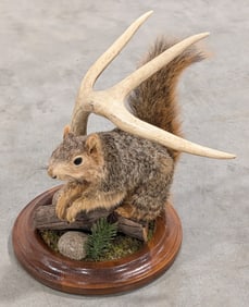 Fox Squirrel Full Body Taxidermy w/ Habitat Base