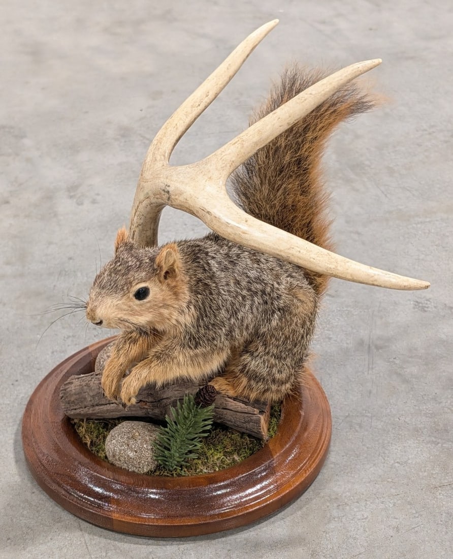 Fox Squirrel Full Body Taxidermy w/ Habitat Base: Mount is in very nice condition on the habitat base with foliage and a deer antler. Overall measures 11in long x 11in wide x 11in tall. Ref #: 408