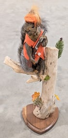 Hunting Gray Squirrel Full Body Taxidermy on Driftwood Branch