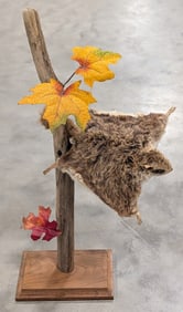 Flying Squirrel Full Body Taxidermy Mount