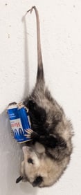 Beer Drinkin' Hanging Possum Full Body Taxidermy Mount