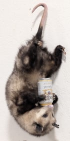 Beer Drinkin' Hanging Possum Full Body Taxidermy Mount