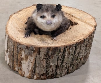 Possum in the Den Full Body Taxidermy Mount