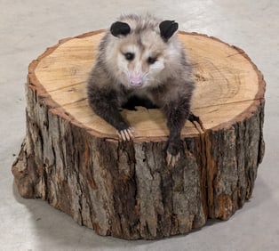 Possum in the Den Full Body Taxidermy Mount