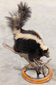 Large American Skunk w/ Habitat Base