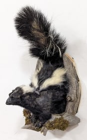 Skunk in His Burrow Half Body Wall Mount