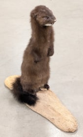 Upright Mink Full Body Taxidermy Mount on Driftwood