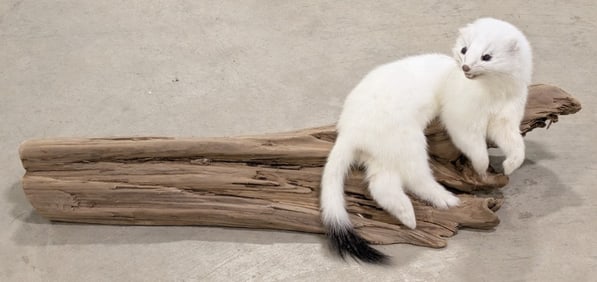 Short Tailed Ermine White Weasel on Drift Wood