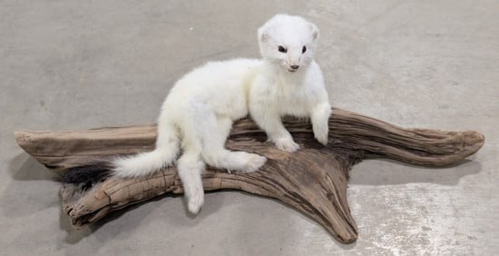 Short Tailed Ermine White Weasel on Drift Wood