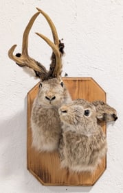 Jackalope Jack Rabbit Pair Shoulder Mount Taxidermy on Plaque