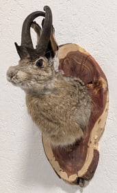 Jackalope Shoulder Mount Taxidermy on Live Edge Plaque