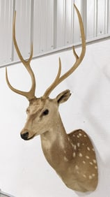 Vtg Axis Deer Shoulder Mount Taxidermy