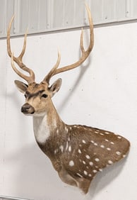 Axis Deer Shoulder Mount Taxidermy
