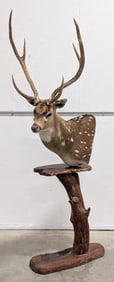 Axis Deer Shoulder Mount Taxidermy on Pedestal Base