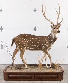 Full Body Axis Deer Taxidermy Mount on Rolling Base