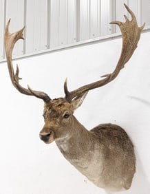 Fallow Deer Shoulder Mount Taxidermy