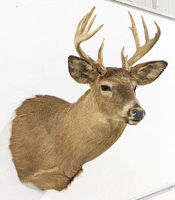 10-Point Mule Deer Shoulder Mount Taxidermy