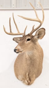 9-Point Mule Deer Shoulder Mount Taxidermy