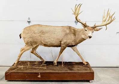 Large Non-Typical 24-Point Mule Deer Full Body Mount Taxidermy on Rolling Base