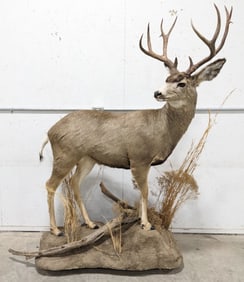Full Body 12-Point Mule Deer Taxidermy Mount