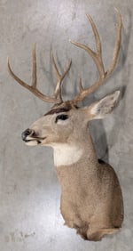 10-Point Mule Deer Shoulder Mount Taxidermy