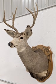 8-Point Mule Deer Shoulder Mount Taxidermy on Plaque