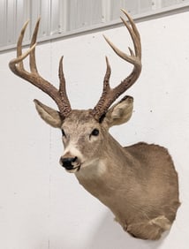 9-Point Mule Deer Shoulder Mount Taxidermy
