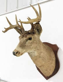 Vtg 12-Point Mule Deer Shoulder Mount Taxidermy on Plaque