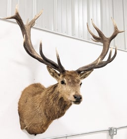 Quality Large Red Stag Shoulder Mount Taxidermy
