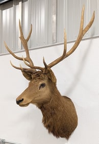Vtg 5x5 Red Stag Shoulder Mount Taxidermy by Jonas Brothers