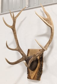 Red Deer Stag Antler Mount on Live Edge Plaque