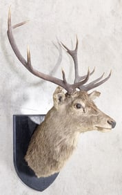 Vtg 5x5 Red Stag Shoulder Mount Taxidermy on Plaque
