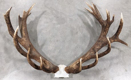 Large Red Stag Antler & Skull Plate Mount