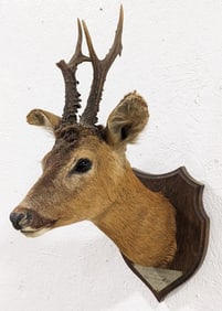 Antique 1930 German Roe  Deer Shoulder Mount Taxidermy on Plaque
