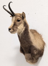 Chamois Shoulder Mount Taxidermy