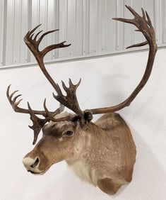Huge Caribou Shoulder Mount Taxidermy